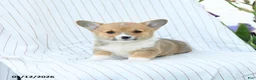 Welsh Corgi Pembroke dogs for sale: Chantelle - Ad 3