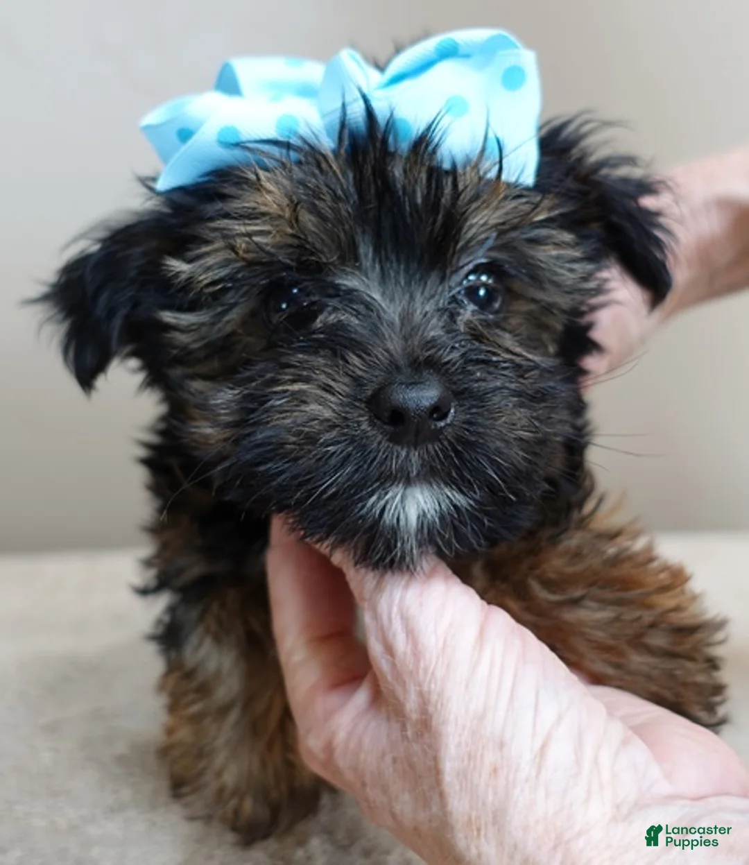 Yorkshire Terrier dogs for sale: Bali 2 pounds - Ad 6