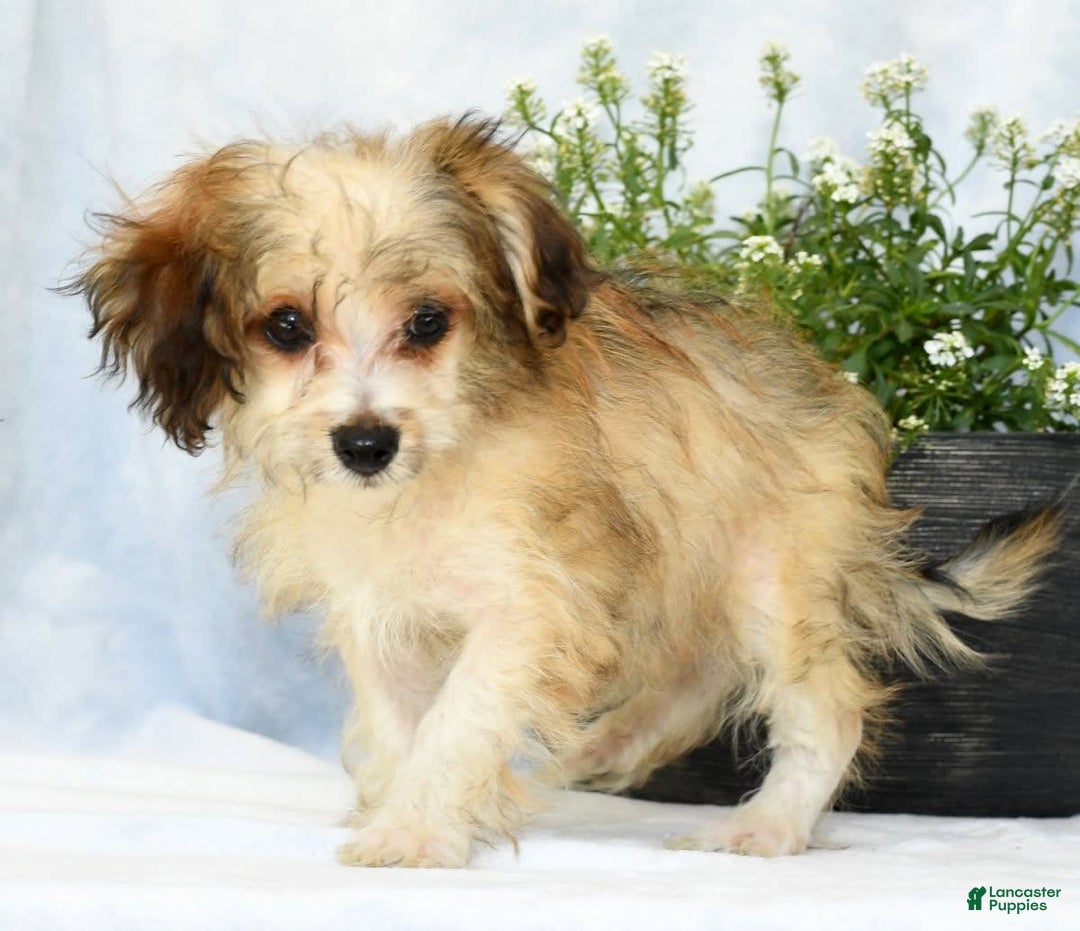 Havapoo dogs for sale: Owen - Ad 8