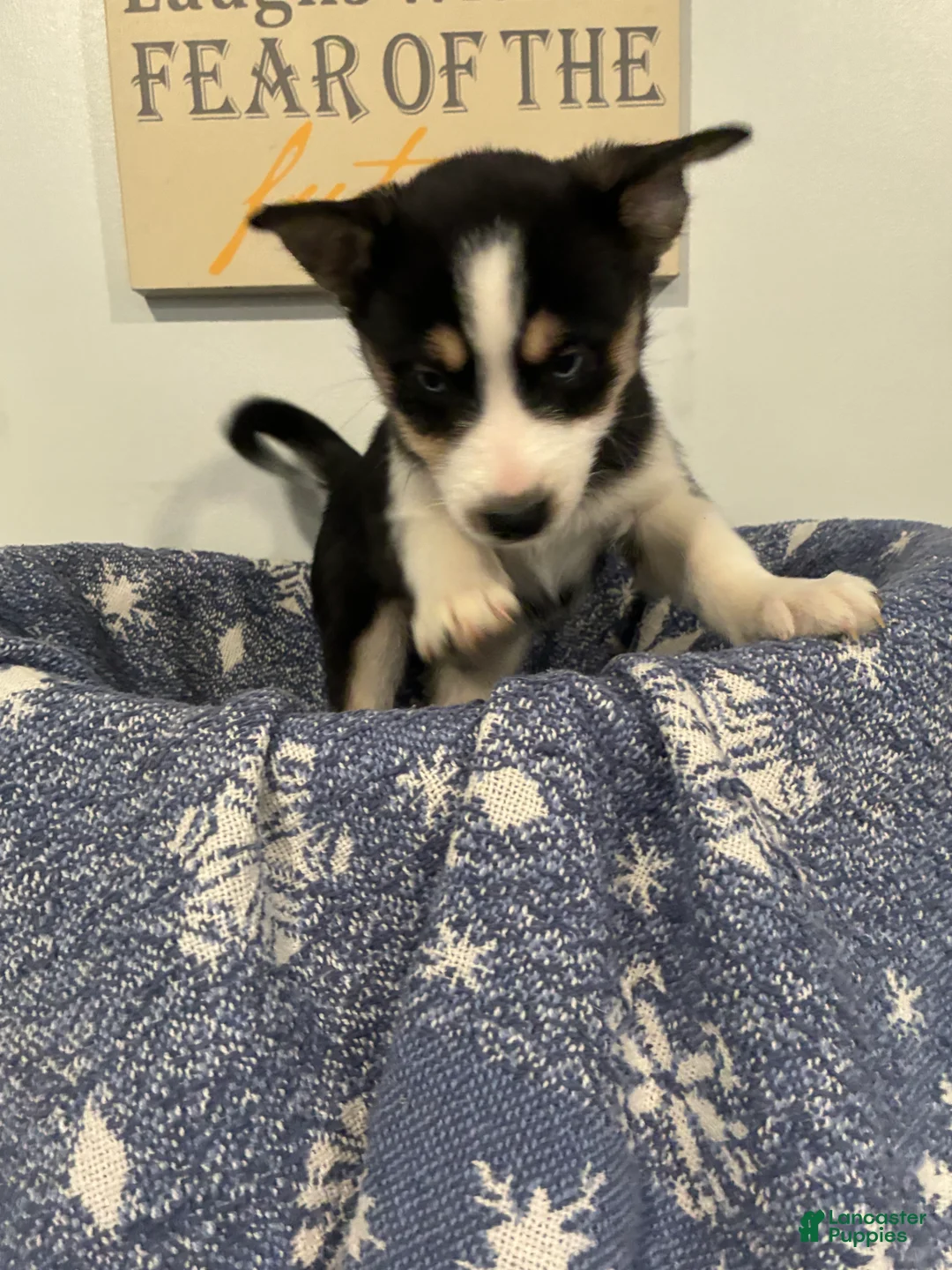 Mixed Breed dogs for sale: Mixed Breed Puppy 1 - Ad 3