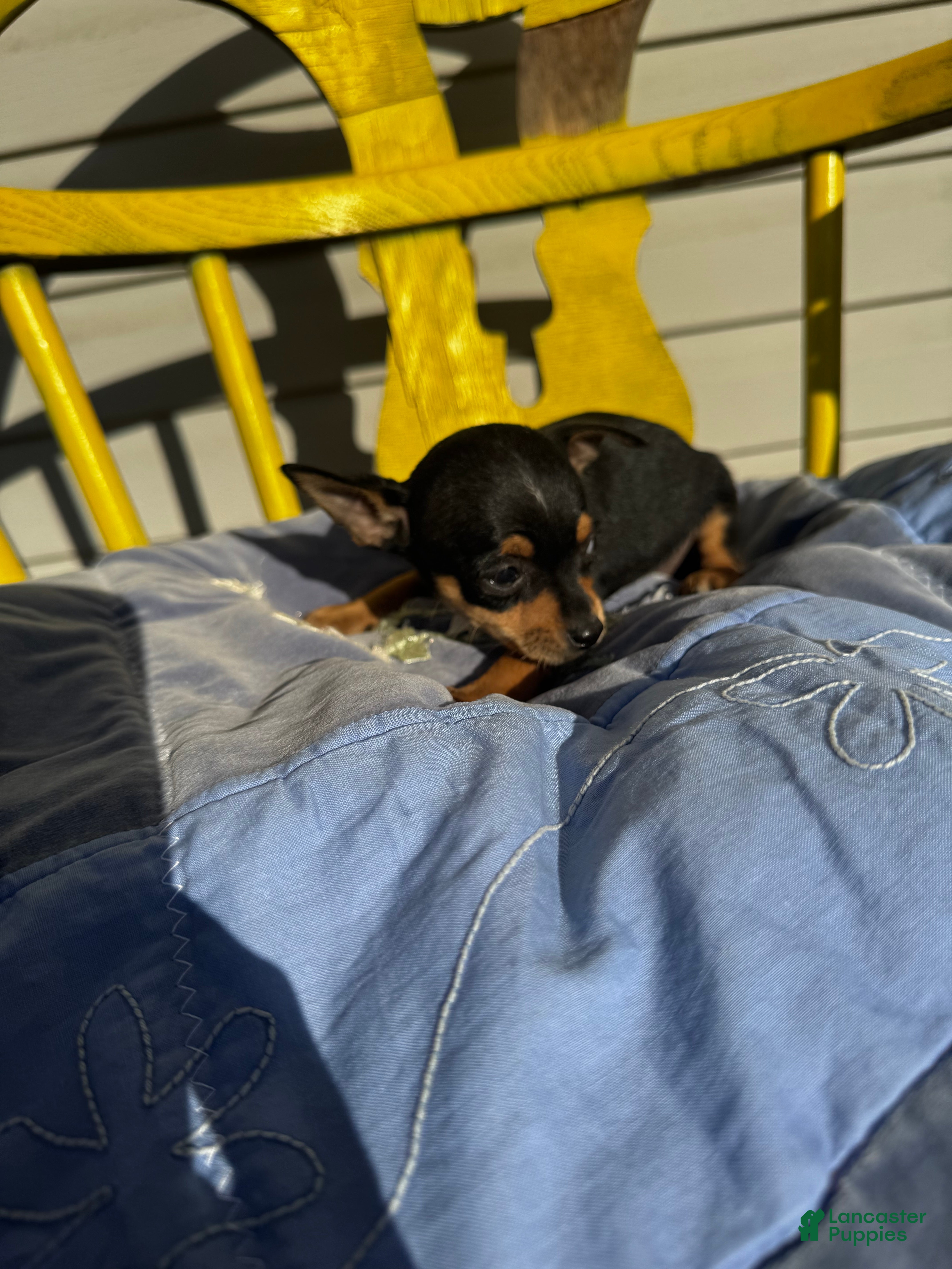 Chihuahua dogs for sale: Jaxon - Ad 2