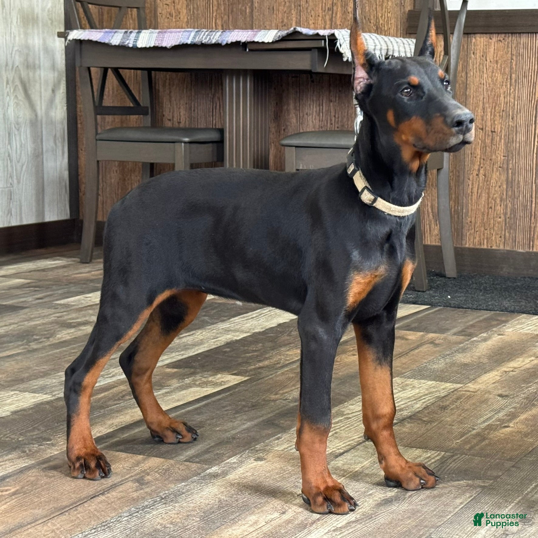 Doberman Pinscher dogs Vespa - Ad 1