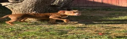 American Bully dogs for sale: Toasty - Ad 3