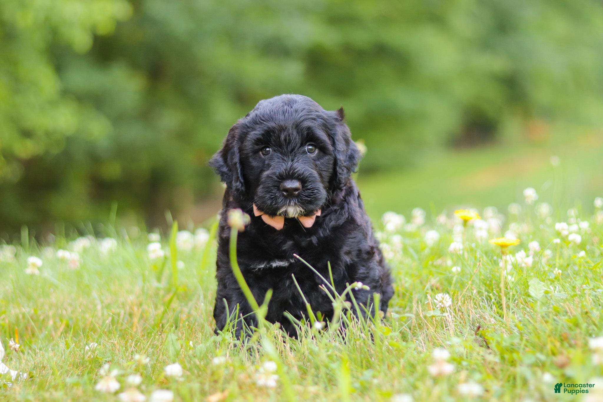 Portuguese Water Dog dogs Reese - Ad 1