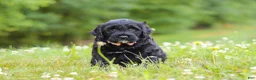 Portuguese Water Dog dogs for sale: Reese - Ad 1