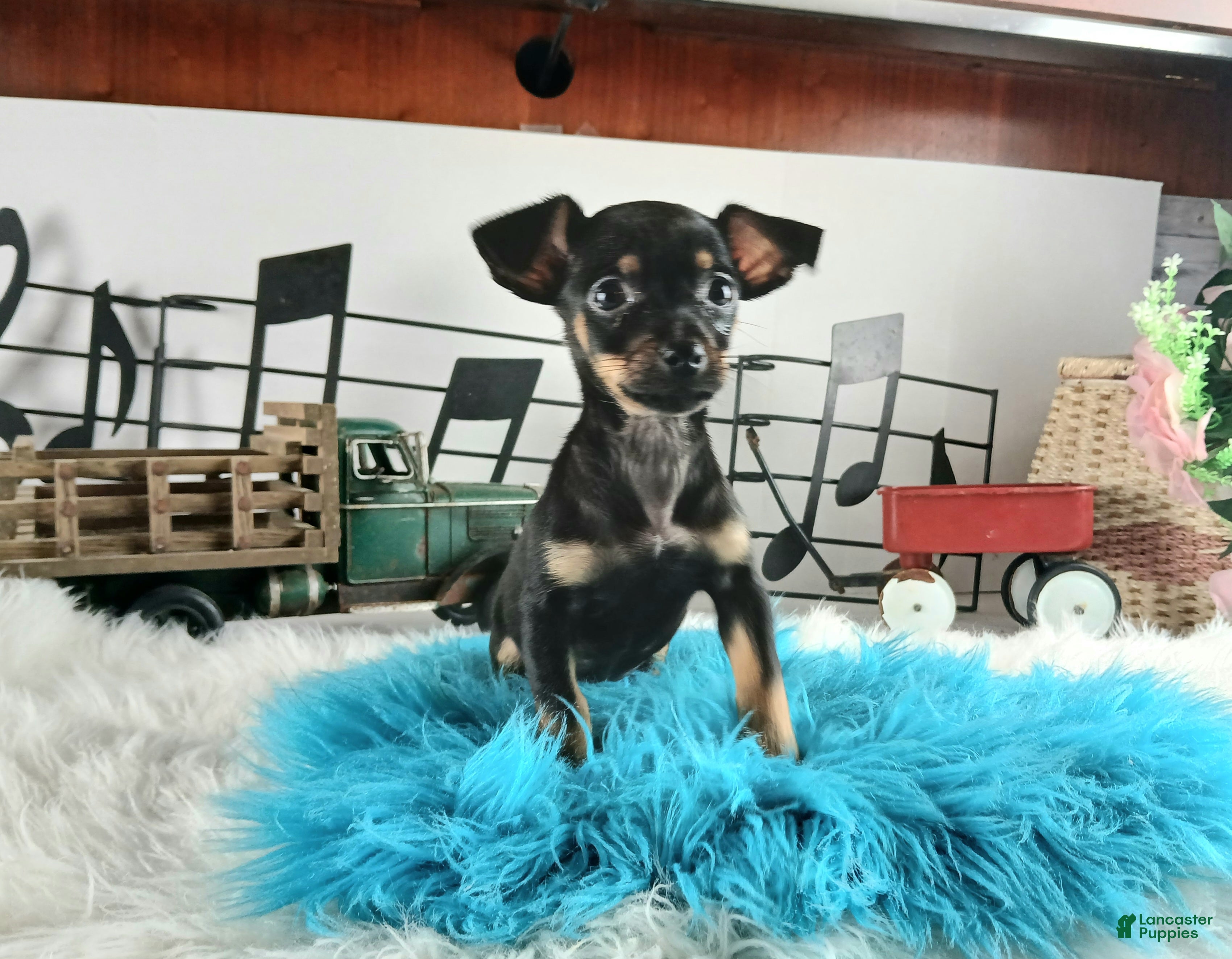 Chihuahua dogs Autumns Blk n tan boy Nationwide delivery  - Ad 28