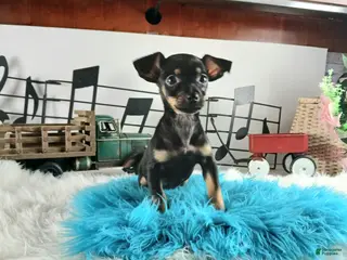 Chihuahua dogs Autumns Blk n tan boy Nationwide delivery - Ad 28