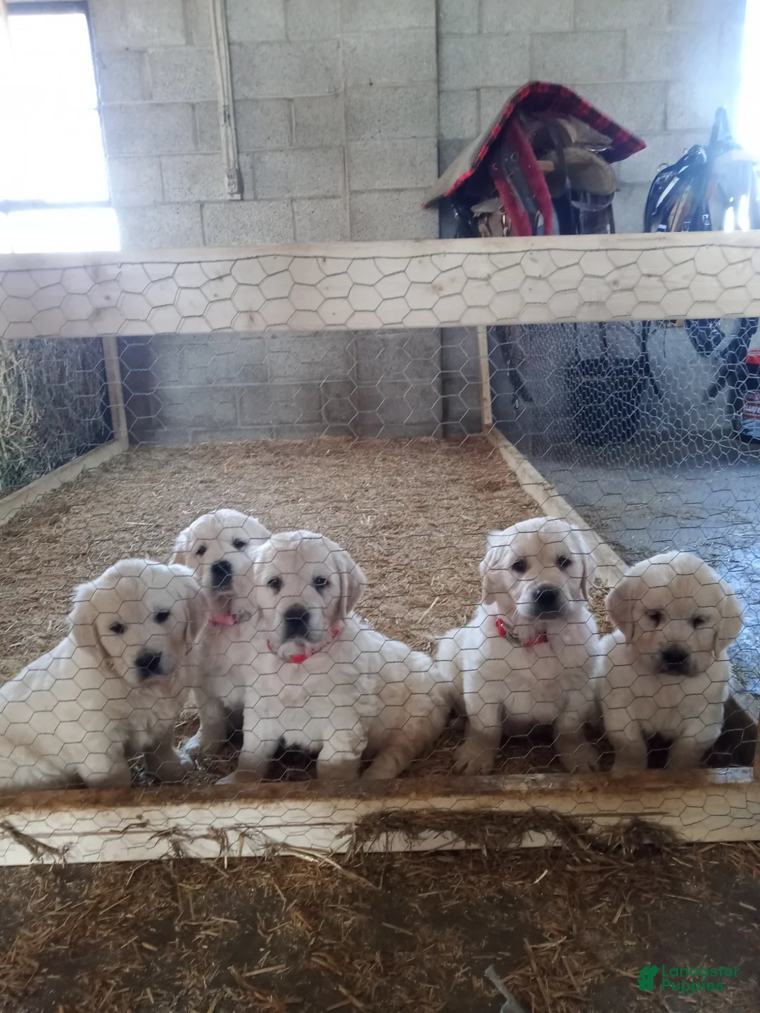 Gallery Image {{count}}