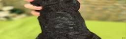 Cockapoo dogs for sale: Lady - Ad 6