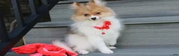 Pomeranian dogs for sale: Theo - Ad 10