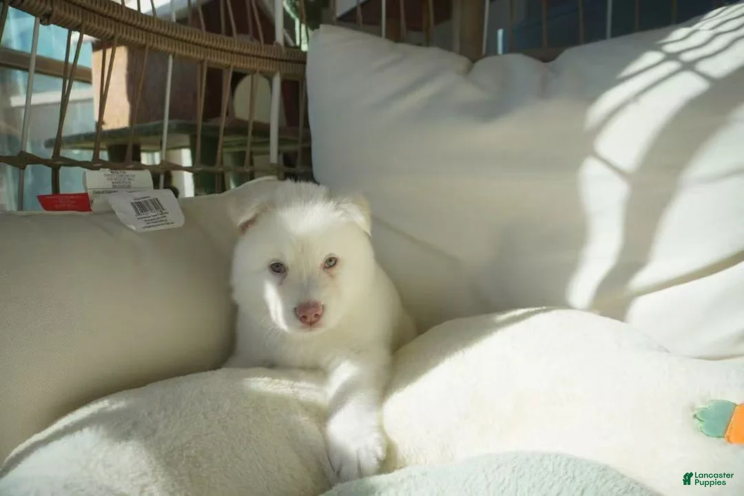 Alaskan Malamute dogs for sale: Melon - Ad 6