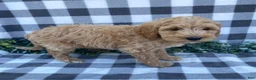 Mini Goldendoodle dogs for sale: Lester - Ad 3
