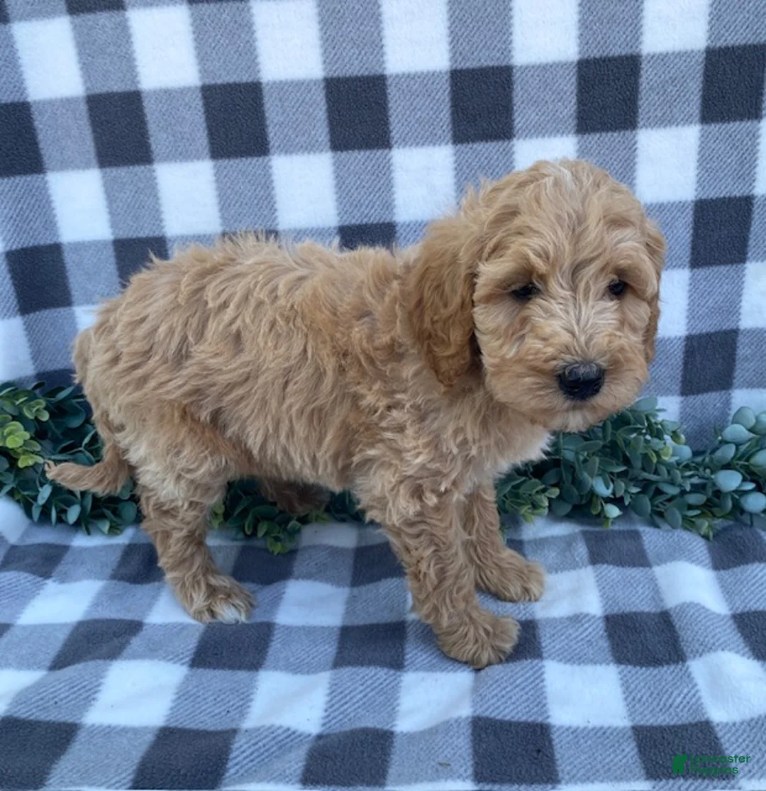 Mini Goldendoodle dogs for sale: Lester - Ad 3