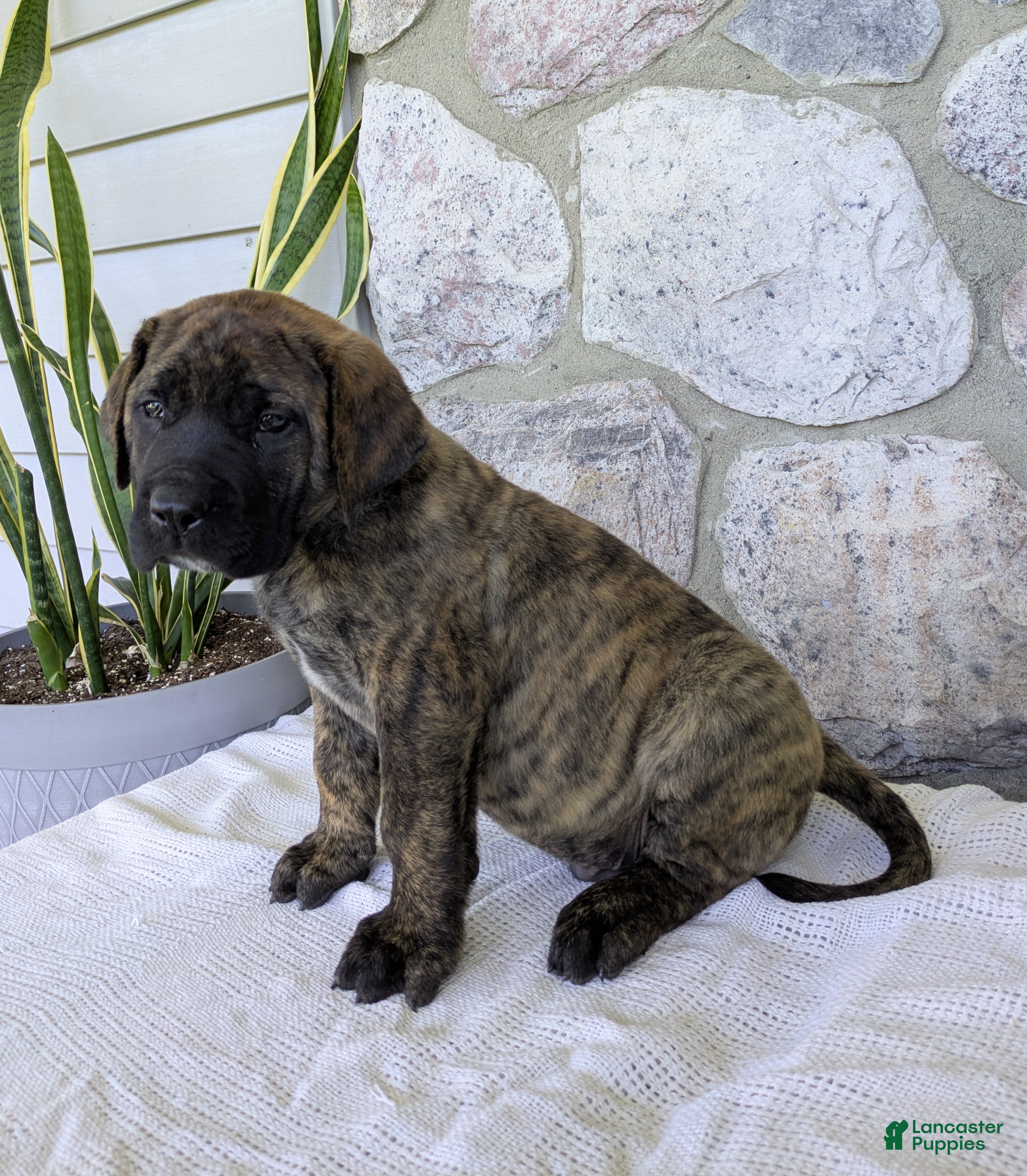English Mastiff dogs for sale: Marlon - Ad 4