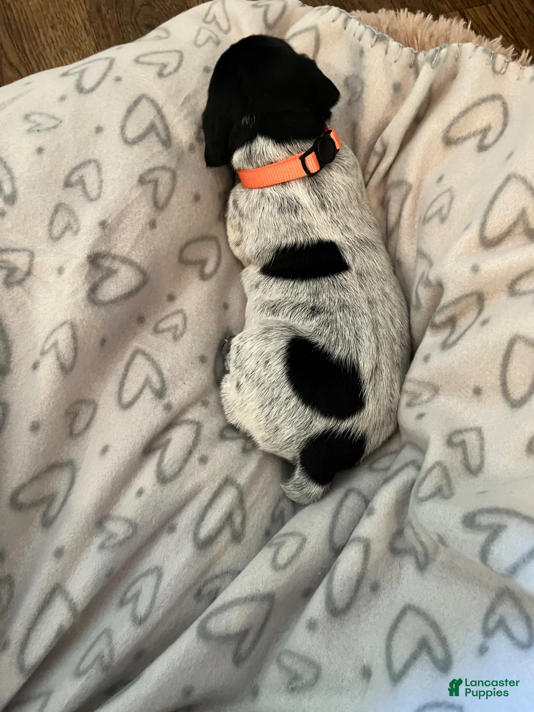 German Shorthaired Pointer dogs for sale: German Shorthaired Pointer Puppy 3 - Ad 8