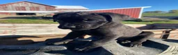 Cane Corso dogs for sale: Charlie - Ad 5