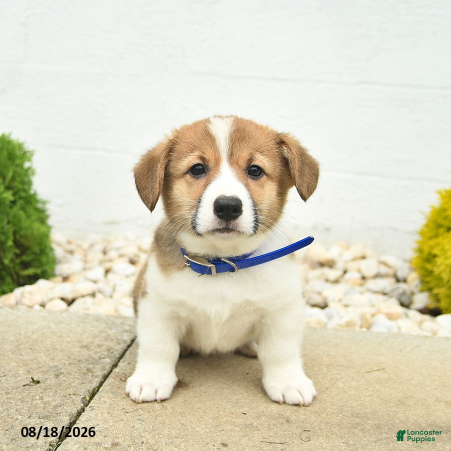Welsh Corgi Pembroke dogs Banner - Ad 1