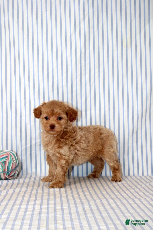 Shihpoo dogs Preston - Ad 1