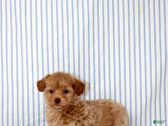Shihpoo dogs for sale: Preston - Ad 1