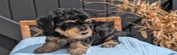 Havapoo dogs for sale: Maddox - Ad 6
