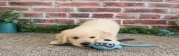 Golden Retriever dogs for sale: Gilbert - Ad 8