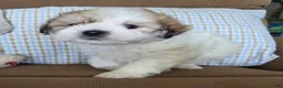 Maltipoo dogs for sale: Teddy - Ad 7