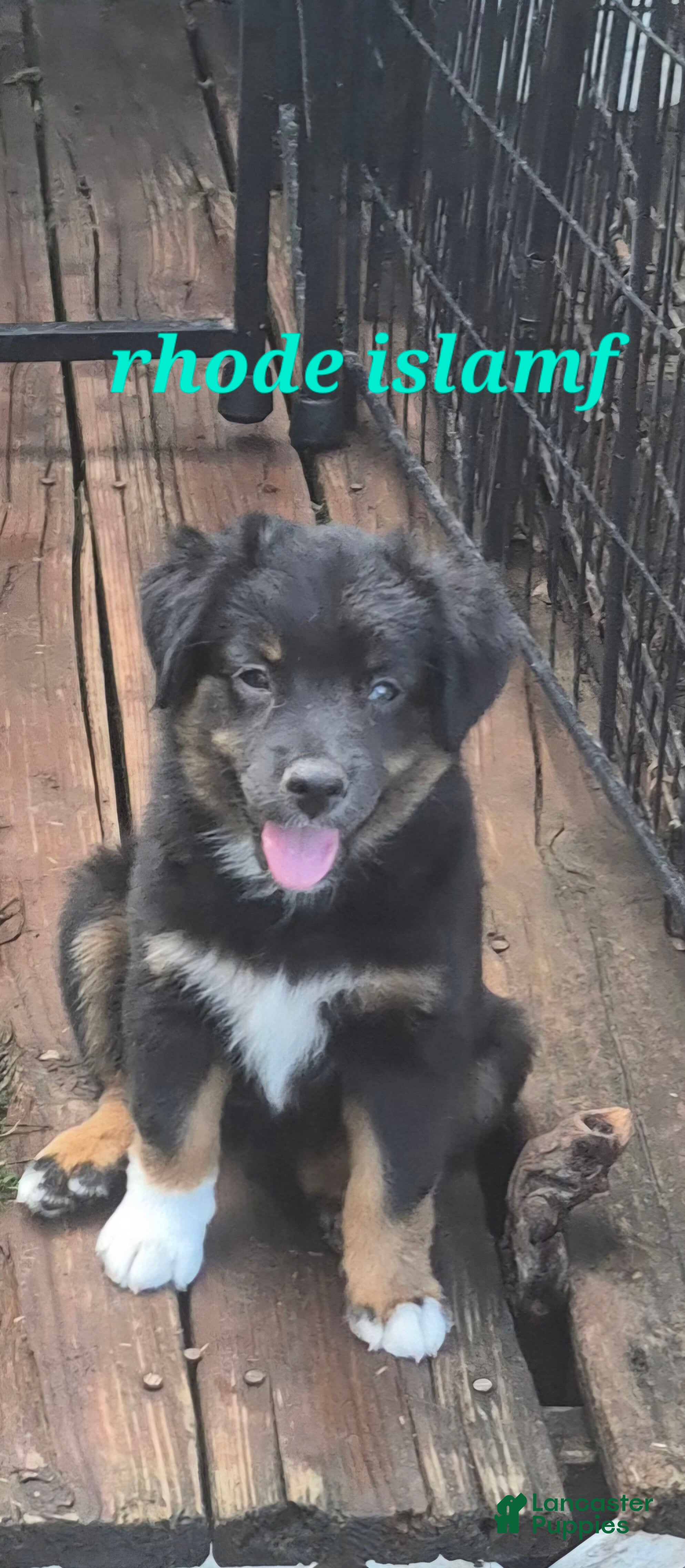 Toy Australian Shepherd dogs Toy Australian Shepherd Puppy 3 - Ad 2