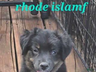 Toy Australian Shepherd dogs Toy Australian Shepherd Puppy 3 - Ad 19