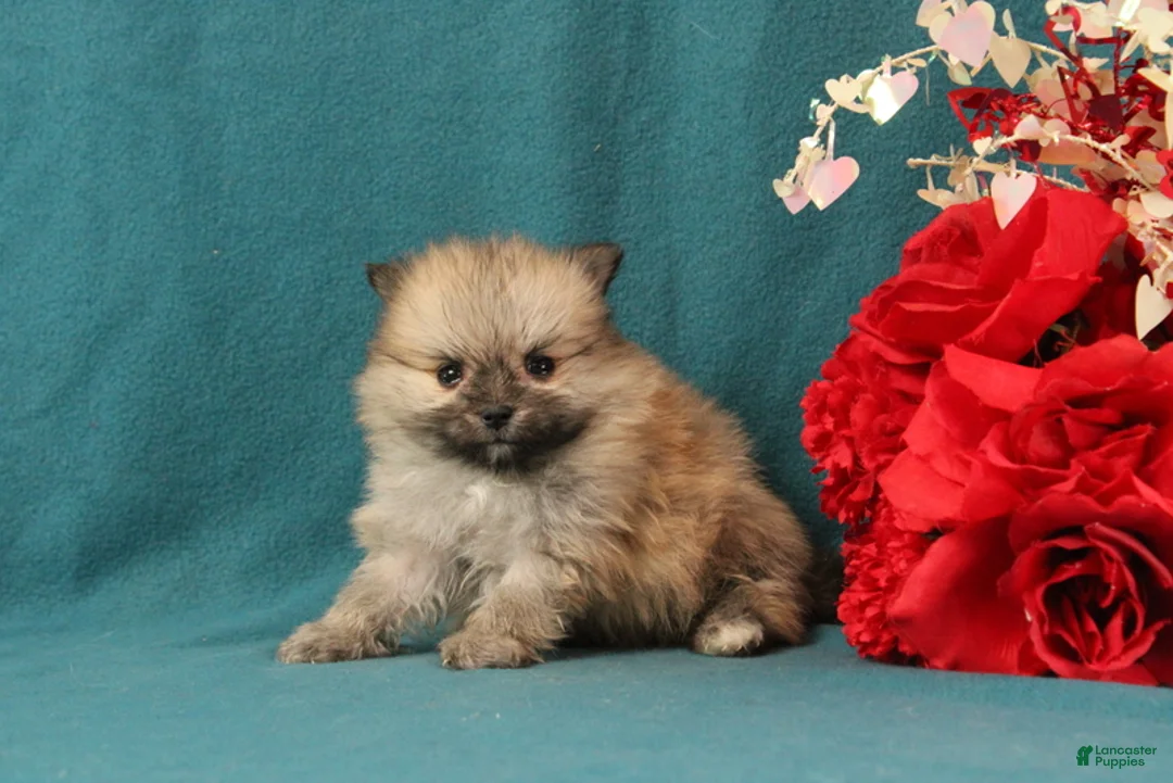 Pomeranian dogs for sale: Valentino - Ad 4