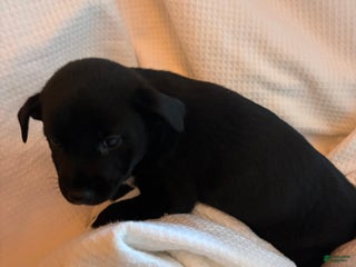 Mixed Breed dogs - Ad 19