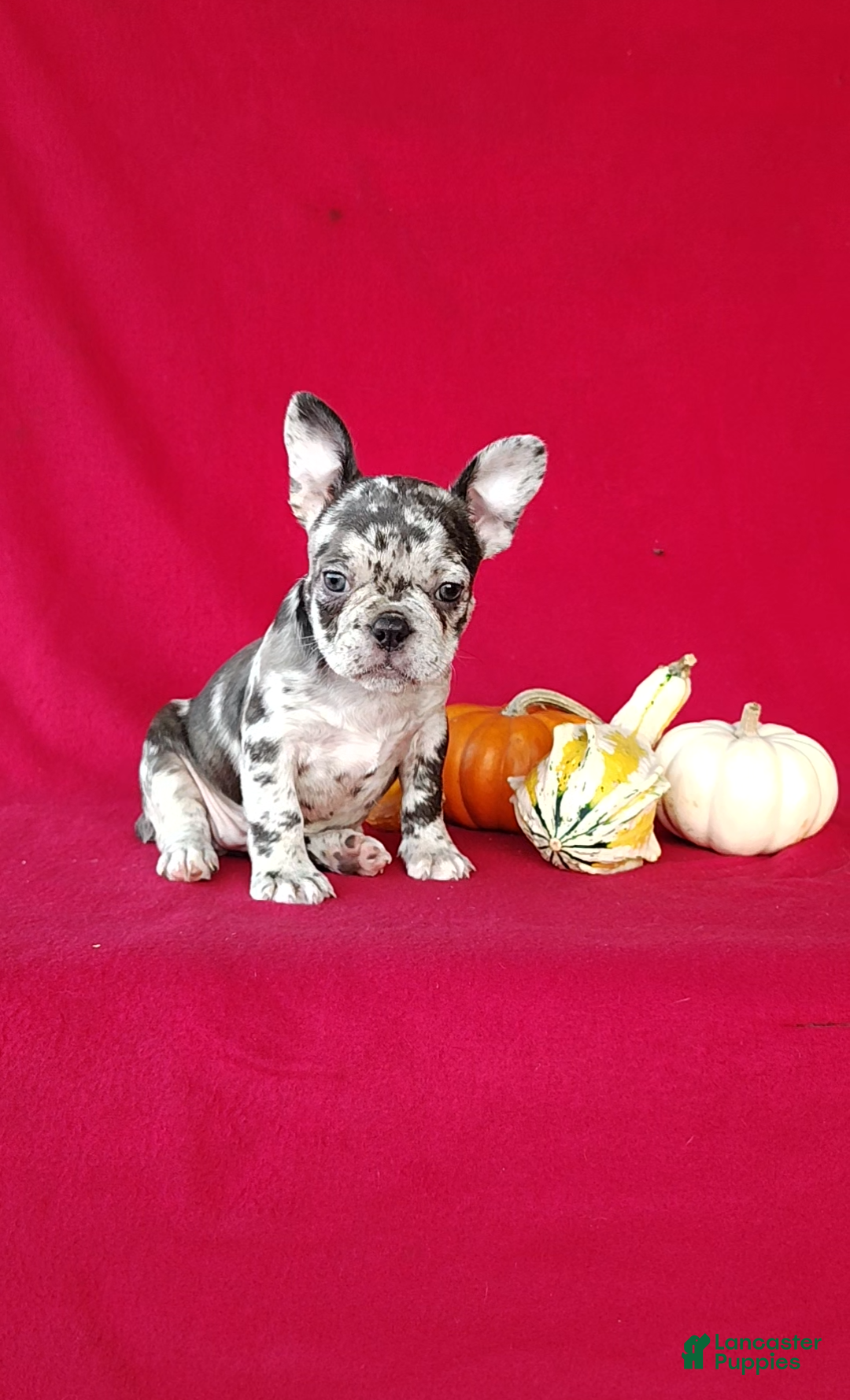Frenchton dogs for sale: Roxy - Ad 1