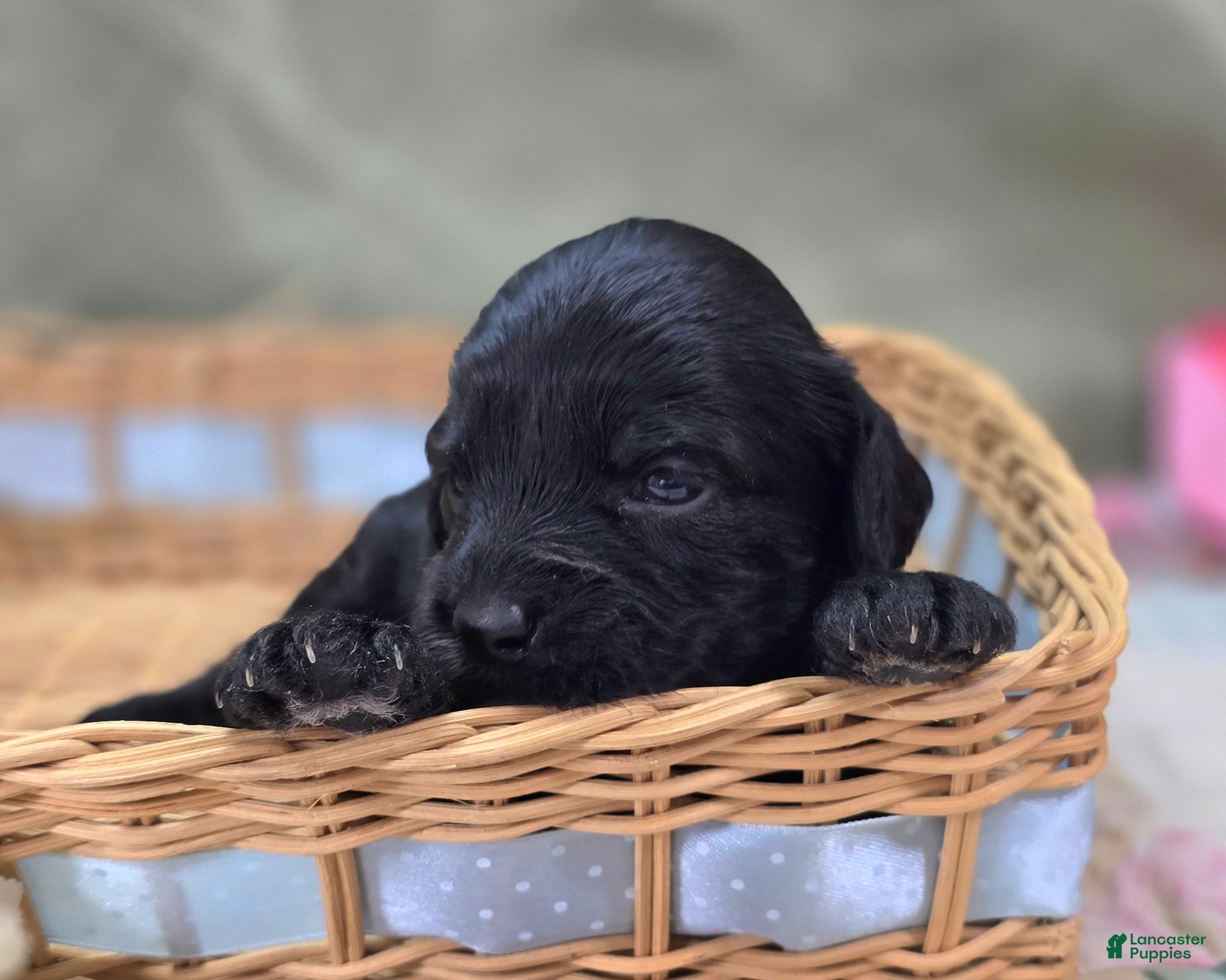 Cavapoo dogs Paisley - Ad 27