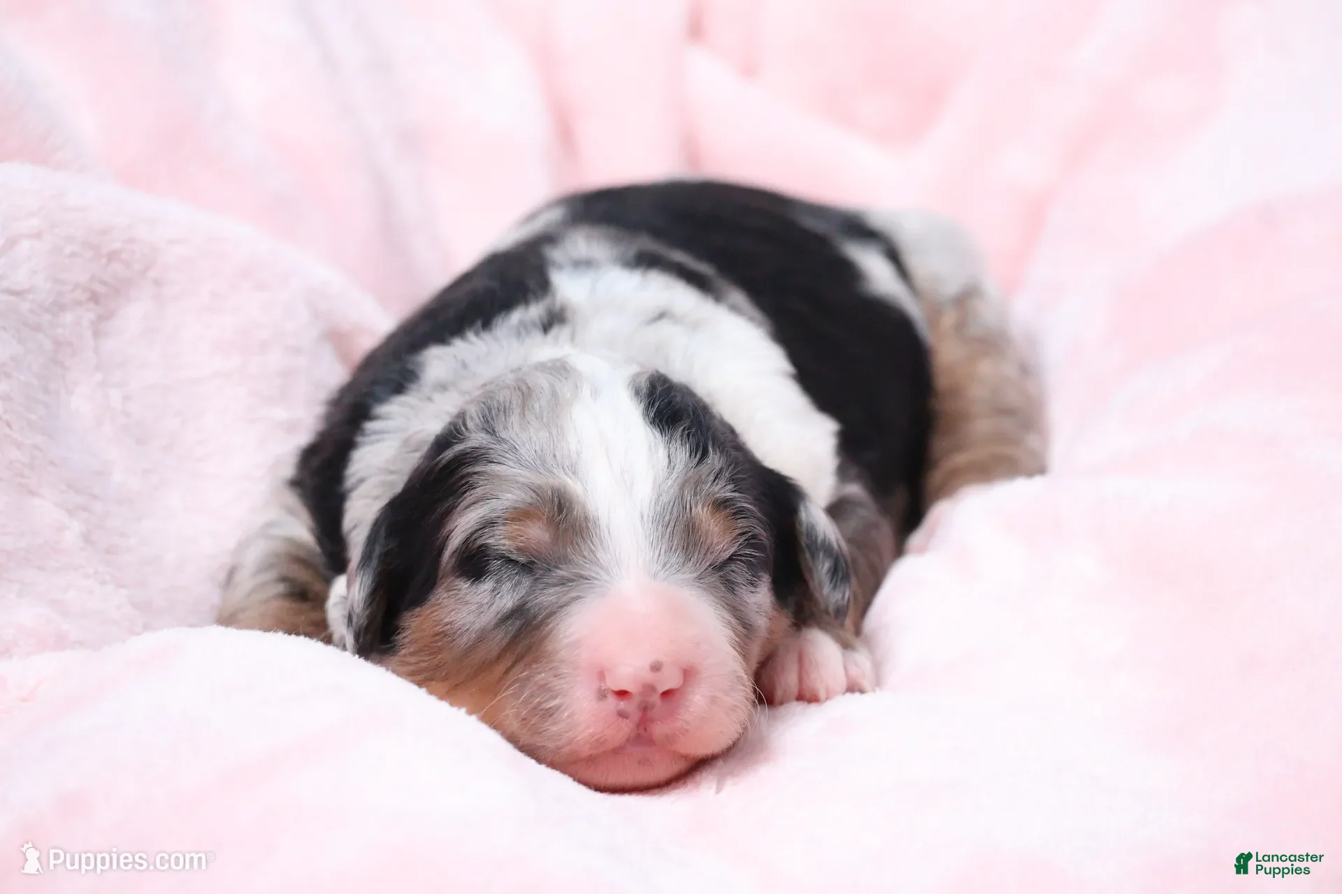 Mini Bernedoodle dogs for sale: Jasmine  - Ad 1