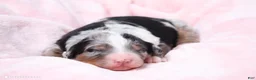 Mini Bernedoodle dogs for sale: Jasmine  - Ad 1