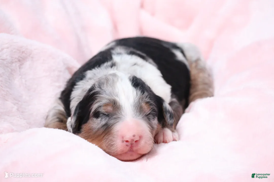 Mini Bernedoodle dogs for sale: Jasmine  - Ad 1
