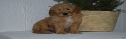 Goldendoodle dogs for sale: Zoey  - Ad 3