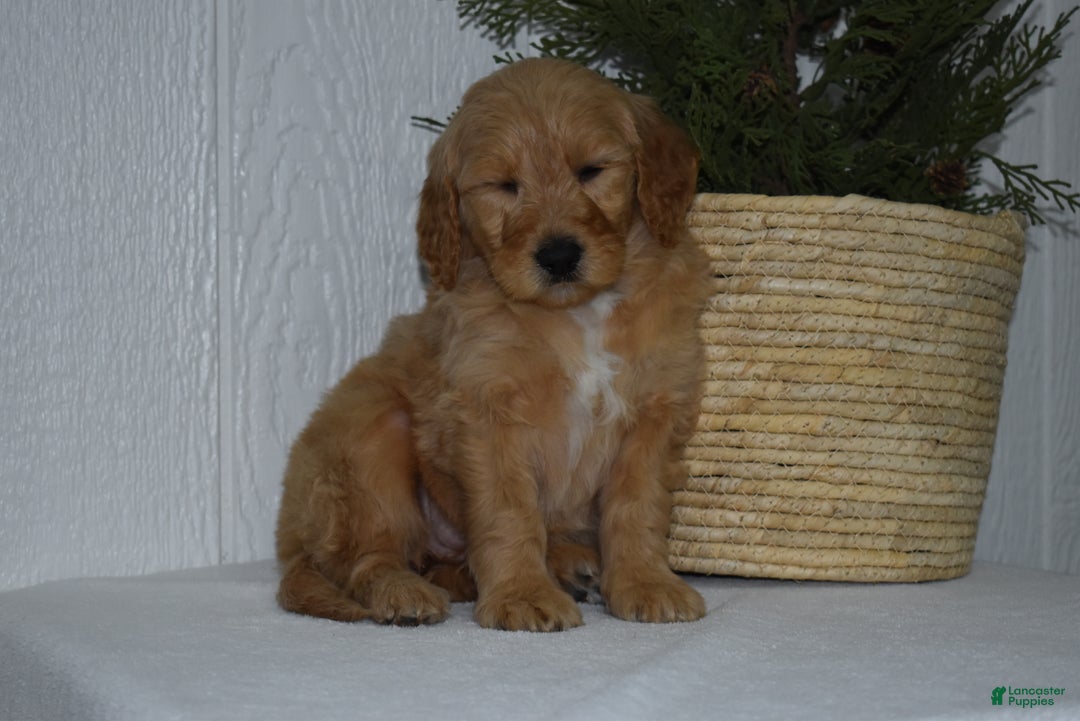 Goldendoodle dogs for sale: Zoey  - Ad 3