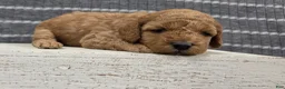Miniature Poodle dogs for sale: Buttercup - Ad 8