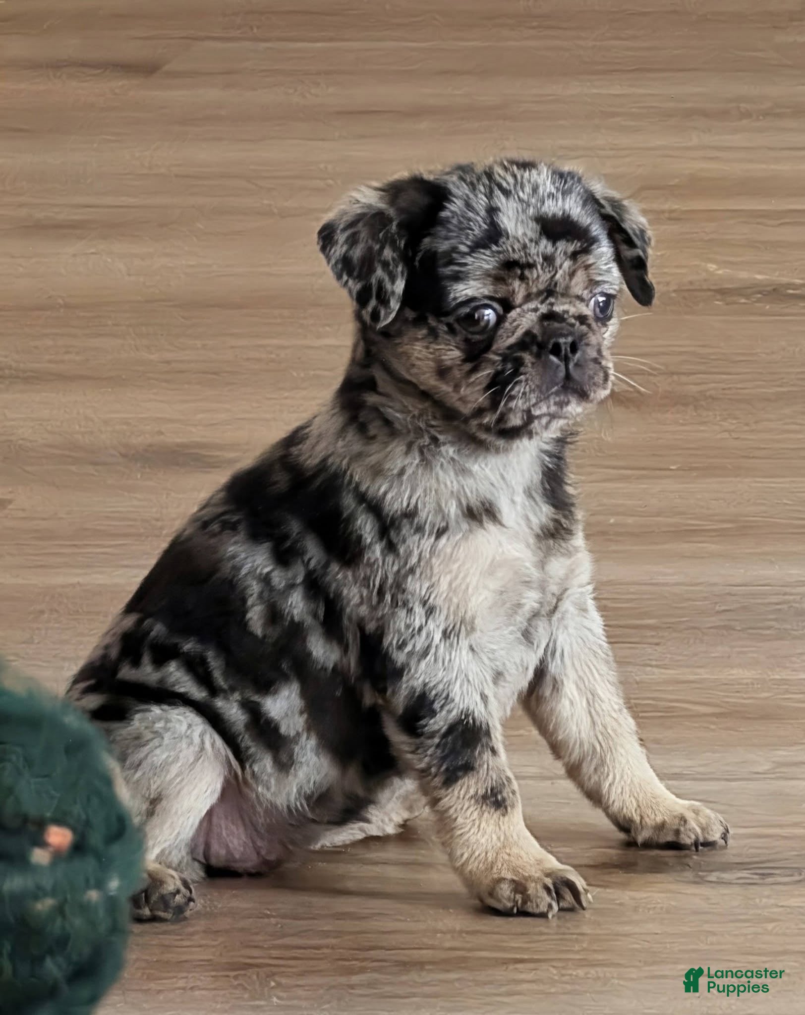 Pug dogs Truffles - Ad 2