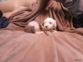 Sheepadoodle dogs Nickle - Ad 41