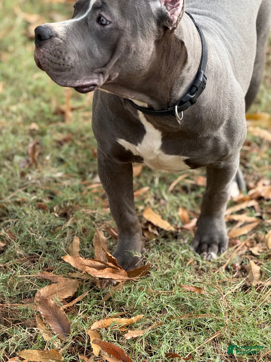 American Bully dogs for sale: Ivy - Ad 10