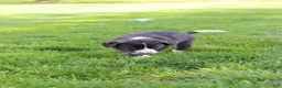 Mixed Breed dogs for sale: Truffle - Ad 7