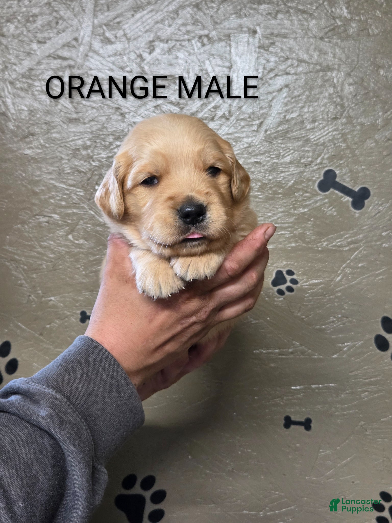 Golden Retriever dogs Toad - Ad 1