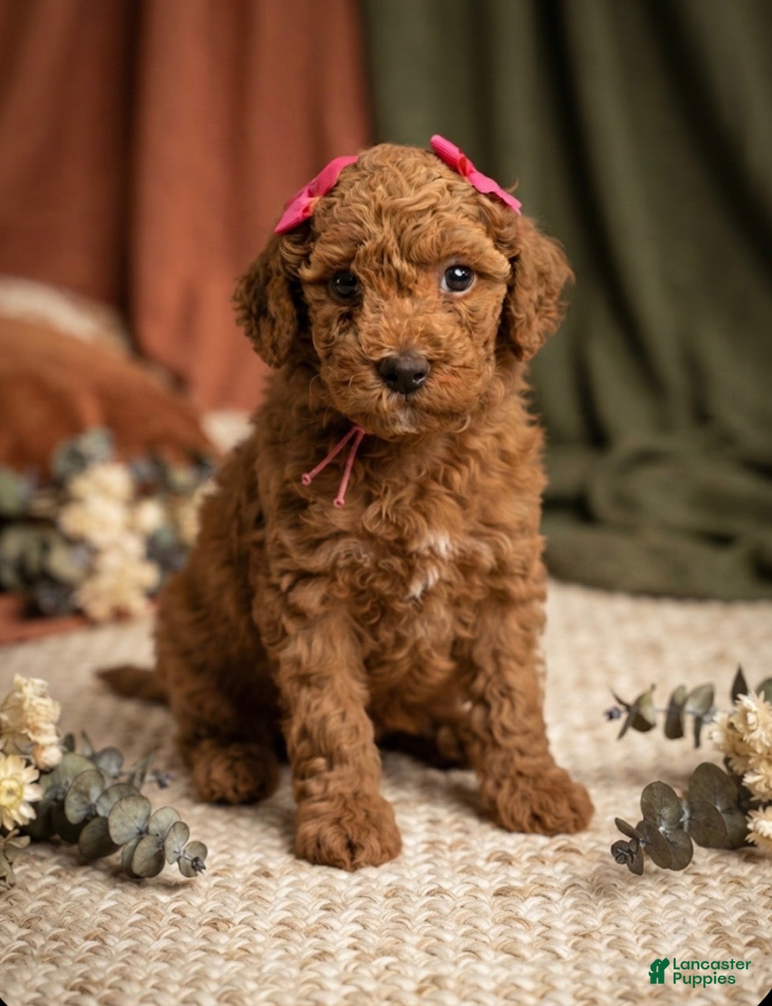 Mini Goldendoodle dogs Eclaire - Ad 1