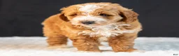 Mini Goldendoodle dogs for sale: Scout - Ad 4