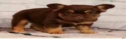 French Bulldog dogs for sale: CoCo - Ad 5