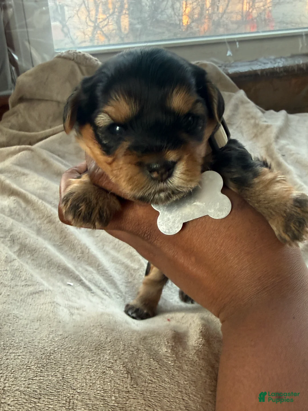 Yorkshire Terrier dogs for sale: London - Ad 1