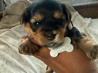 Yorkshire Terrier dogs London - Ad 1