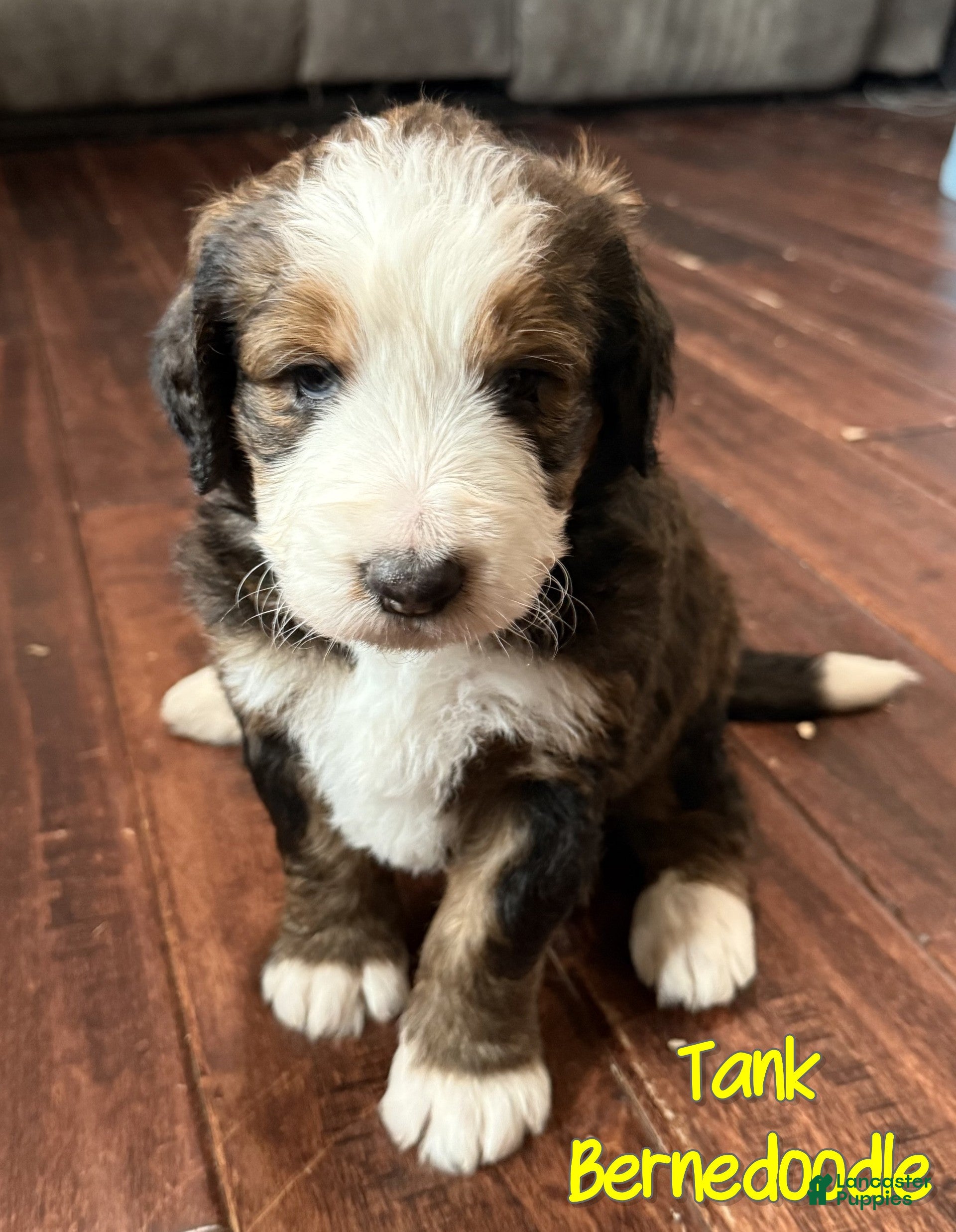 Bernedoodle dogs Tank - Ad 31