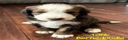 Bernedoodle dogs for sale: Tank - Ad 1